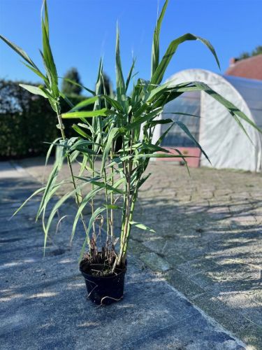 Afbeeldingen van Arundo donax