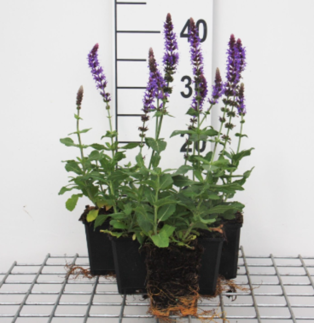 Afbeeldingen van Salvia nem. 'Ostfriesland'