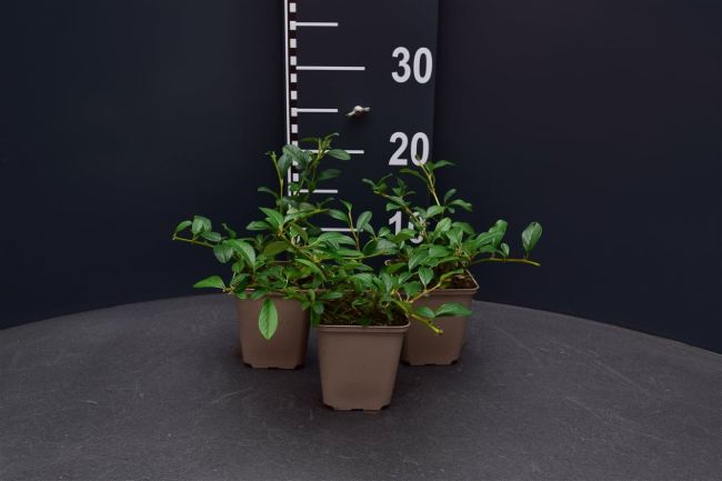 Afbeeldingen van Cotoneaster dammeri P9