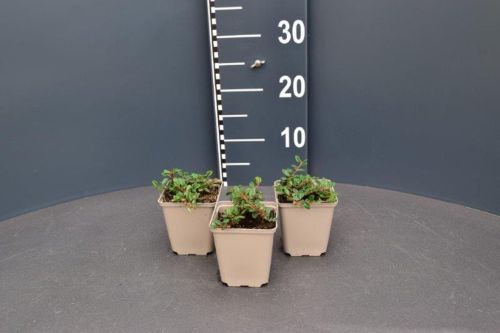 Afbeeldingen van Cotoneaster procumbens ‘Queen of Carpets’ P9