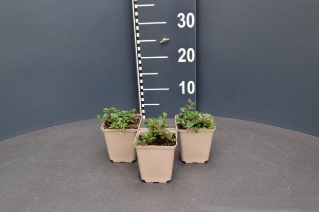 Afbeeldingen van Cotoneaster procumbens ‘Queen of Carpets’ P9