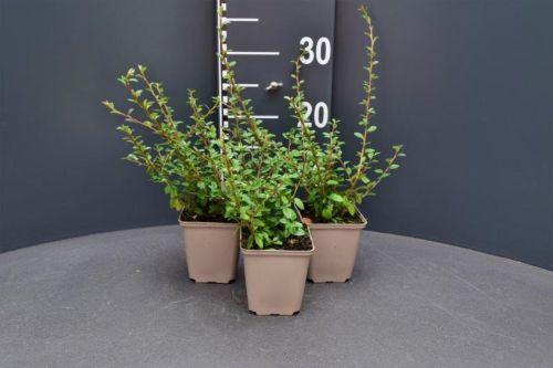 Afbeeldingen van Cotoneaster suecicus ‘Coral Beauty’ P9