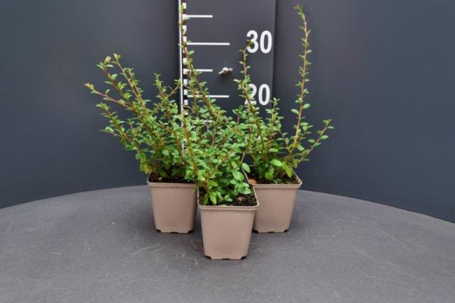 Afbeeldingen van Cotoneaster suecicus ‘Coral Beauty’ P9