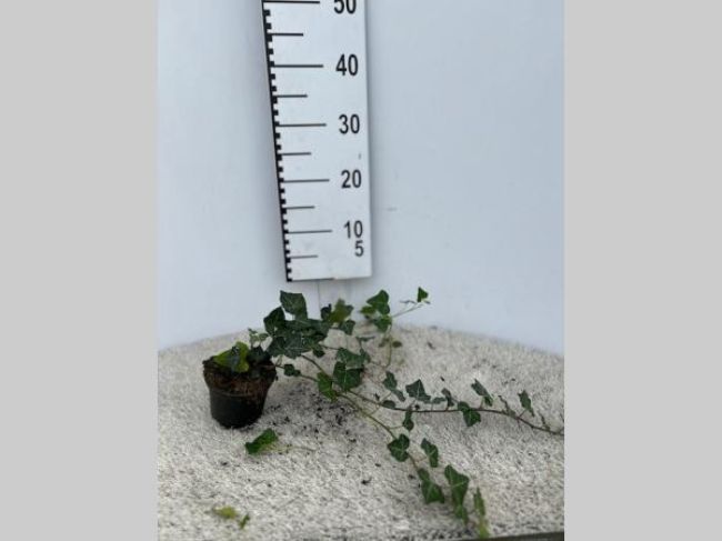 Afbeeldingen van Hedera helix 20-30 P9