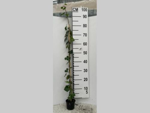 Afbeeldingen van Hedera hibernica 80-100 P9