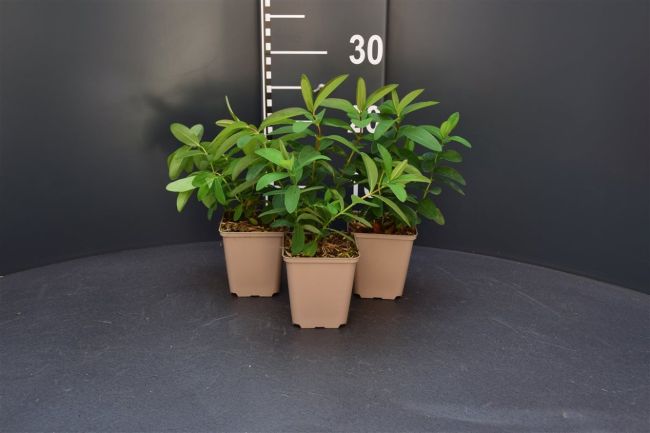 Afbeeldingen van Hypericum calycinum P9