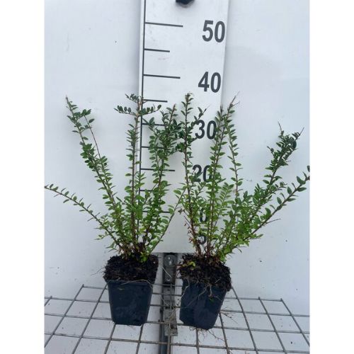 Afbeeldingen van Lonicera nitida ‘Elegant’ P9