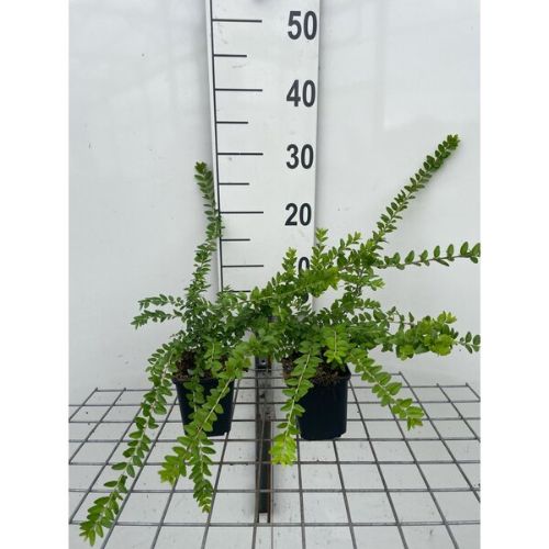 Afbeeldingen van Lonicera nitida ‘Maigrün’ P9