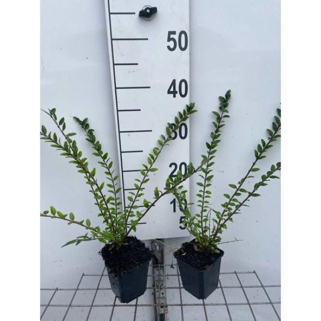 Afbeeldingen van Lonicera pileata P9