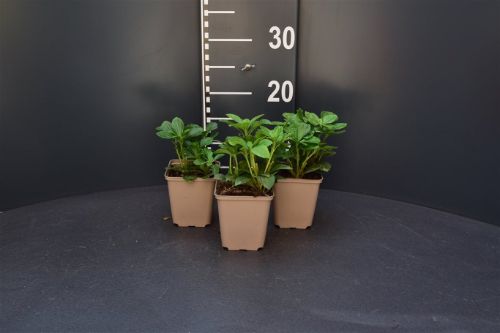 Afbeeldingen van Pachysandra terminalis P9