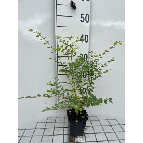 Afbeeldingen van Symphoricarpos chenaultii ‘Hancock’ P9