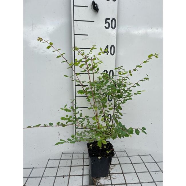 Afbeeldingen van Symphoricarpos chenaultii ‘Hancock’ P9