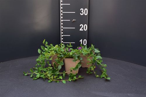 Afbeeldingen van Vinca minor ‘Atropurpurea’ P9