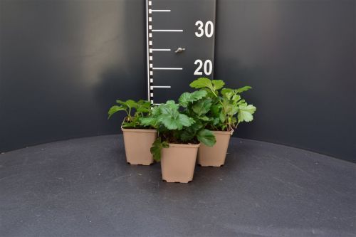 Afbeeldingen van Waldsteinia ternata P9