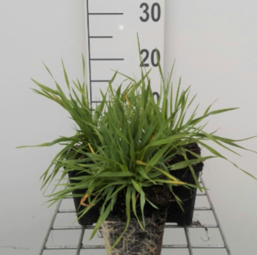 Afbeeldingen van Briza media P9