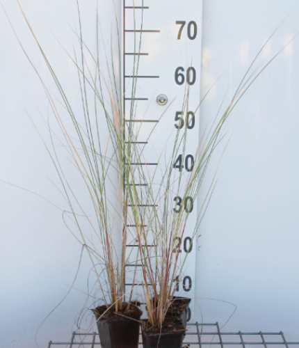 Afbeeldingen van Ammophila arenaria P9