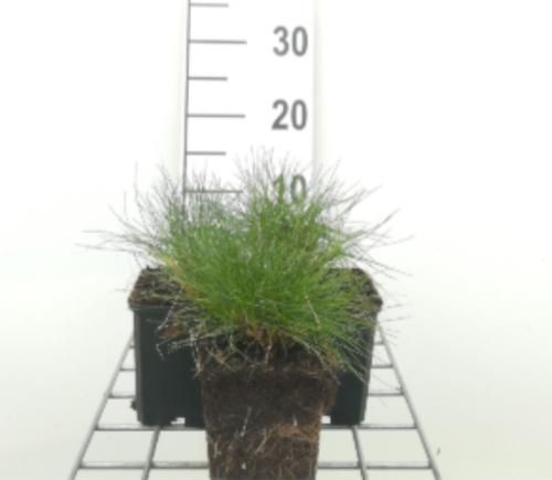 Afbeeldingen van Festuca gautieri P9