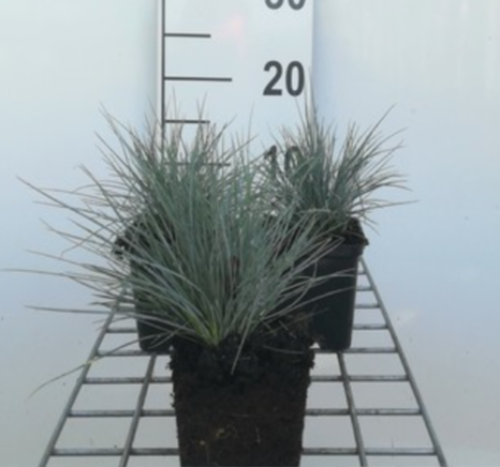 Afbeeldingen van Festuca glauca Elijah Blue P9