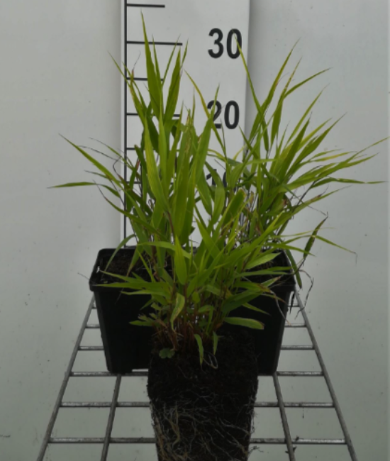 Afbeeldingen van Hakonechloa macra P9