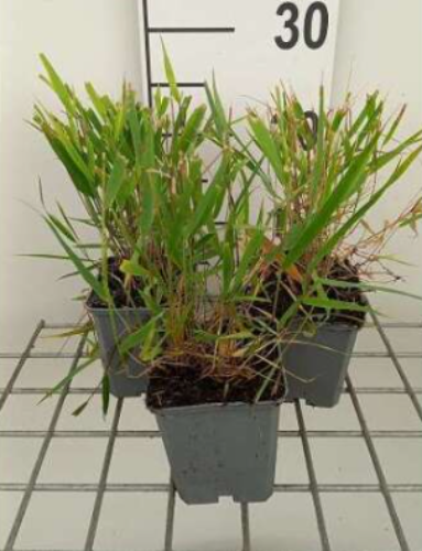 Afbeeldingen van Hakonechloa macra Beni-Kaze P9