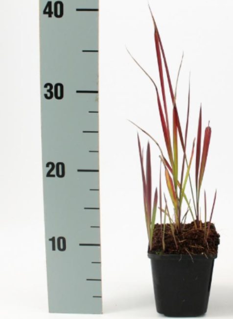 Afbeeldingen van Imperata cylindrica Red Baron P9