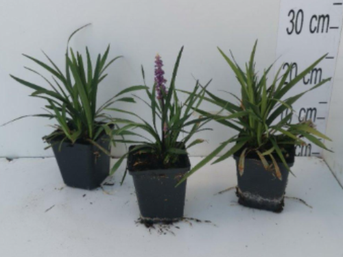 Afbeeldingen van Liriope muscari Ingwersen P9
