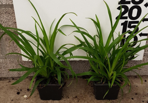 Afbeeldingen van Luzula sylvatica P9