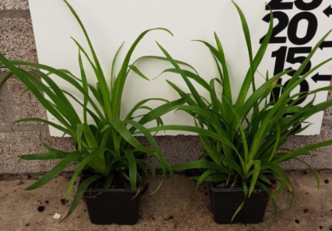 Afbeeldingen van Luzula sylvatica P9