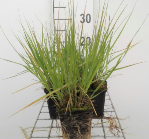 Afbeeldingen van Molinia caerulea Heidebraut P9