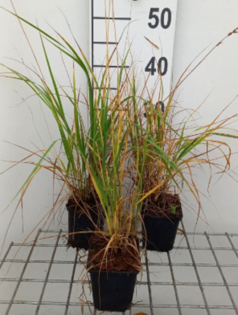 Afbeeldingen van Molinia caerulea Moorhexe P9