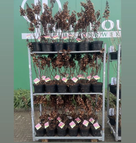 Afbeeldingen van Hydrangea pan. 'Pinky Winky' C5