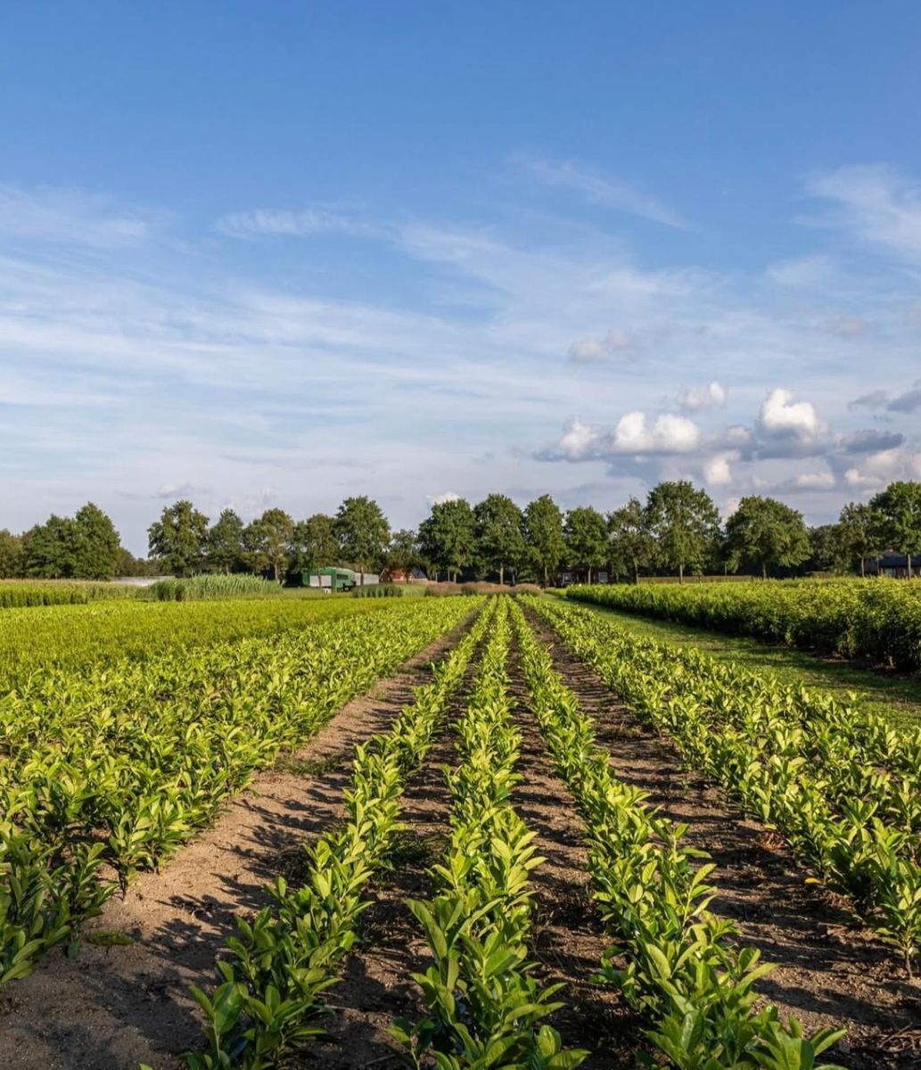 Afbeelding voor categorie Kluiten