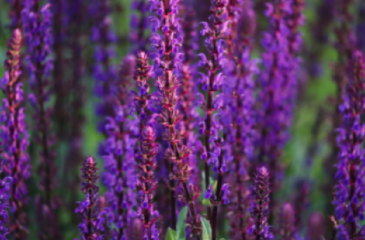 Afbeelding voor categorie Vaste Planten