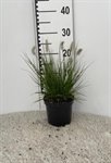 Pennisetum alop. 'Little Bunny' 2