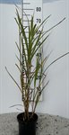 Miscanthus sin. 'Silberfeder' 2