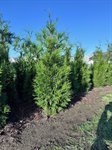 Thuja plicata 'Martin'  2