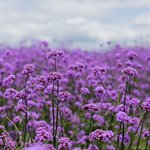 Verbena bonariensis  2