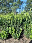 Buxus Sempervirens 1