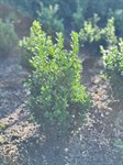 Buxus Sempervirens 2