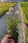 Gaura lind. 'Whirling Butterflies' 1