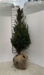 Taxus Baccata  1