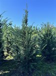 Taxus Baccata  3