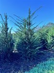 Taxus Baccata  4