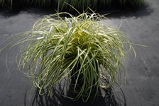 Carex oshimensis 'Evergold' 1