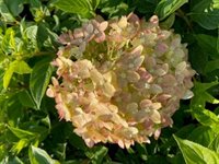 Hydrangea paniculata 'Limelight' 1