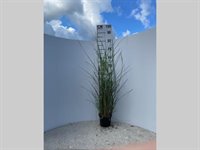 Miscanthus sinensis 'Gracillimus' 1