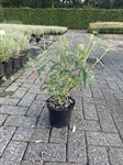 Buddleja dav. 'White profusion' 1