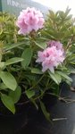 Rhododendron 'Albert Schweitzer' 1