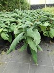 Hydrangea aspera 'Macrophylla' 3