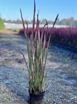 Imperata cyl. 'Red Baron' 1